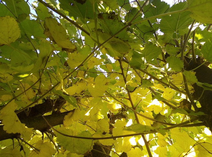 autumn