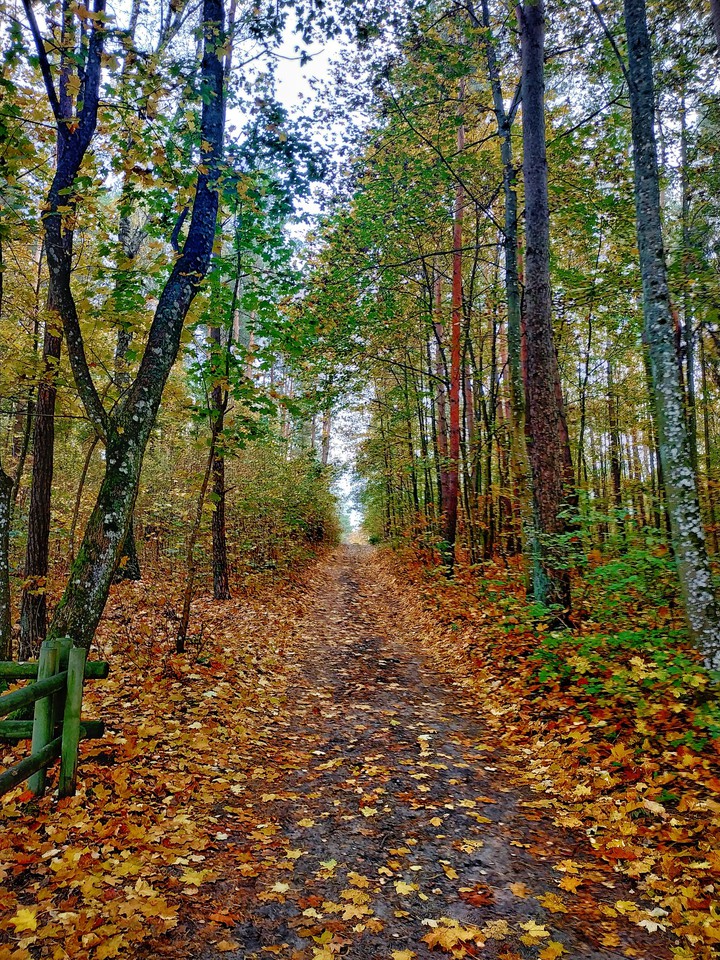 Autumn forest