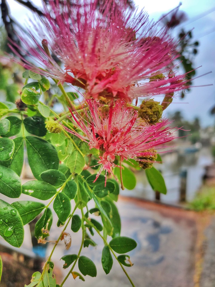 Nature