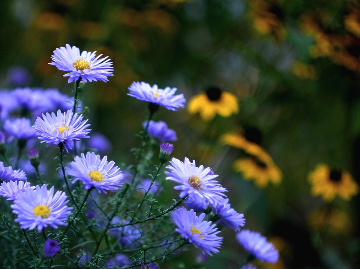 Alpine asters