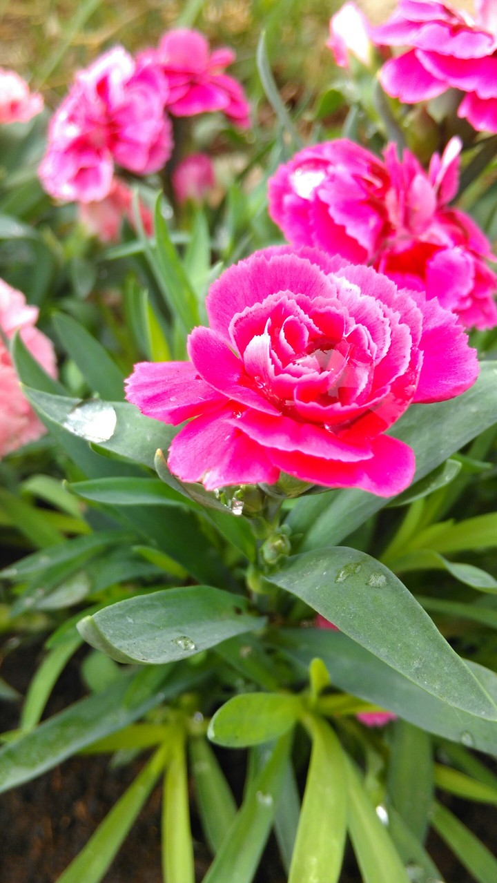 Pink flower