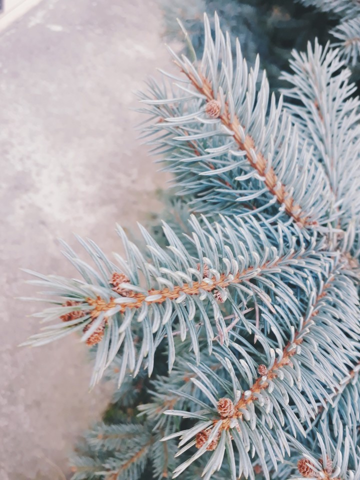 tree