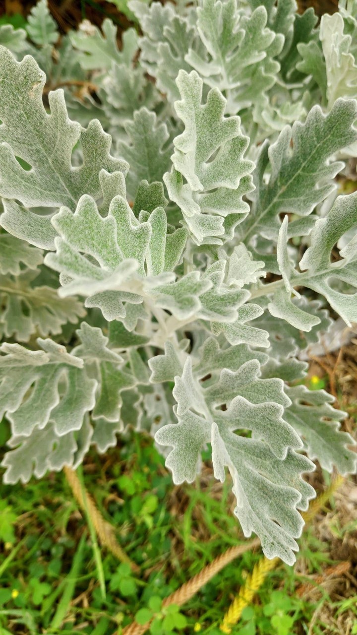 greenfy