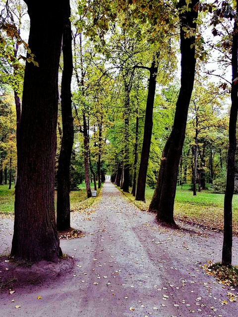 Forest