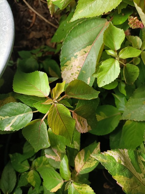 twig, subshrub achtergronden