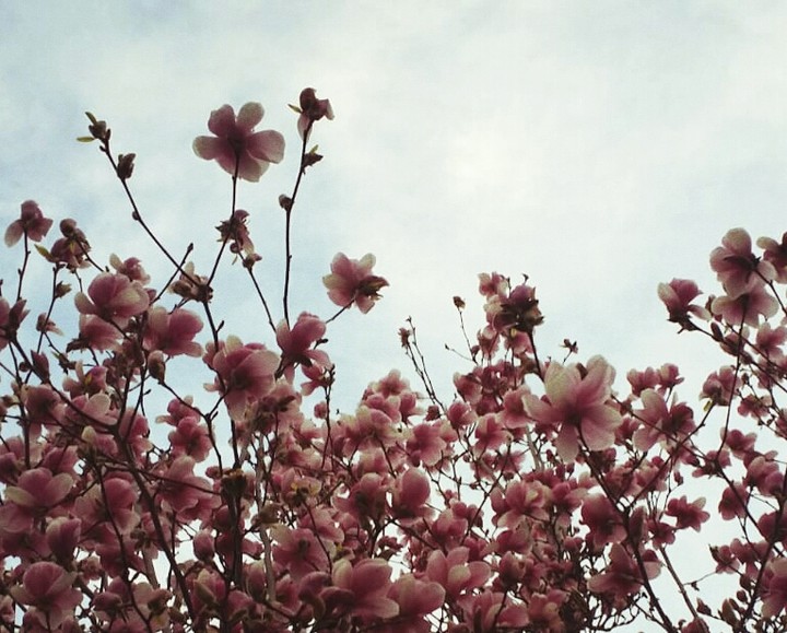 pinkflowers