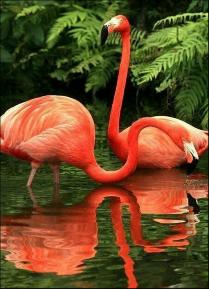 flamingo