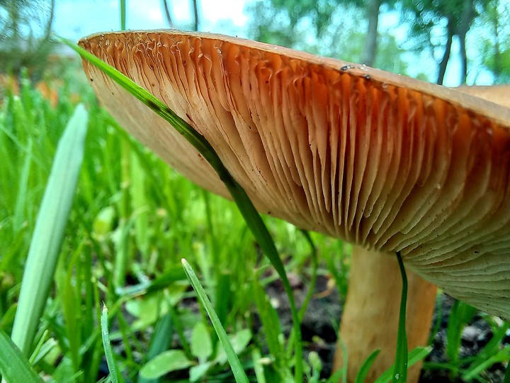 Mushroom