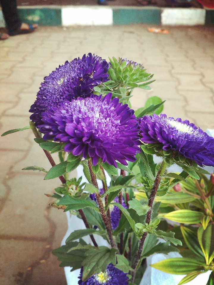 flower