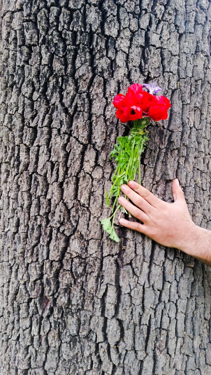 rose&tree