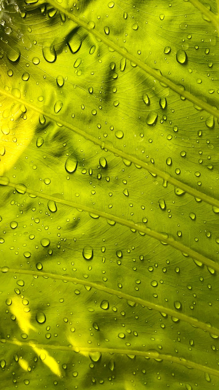 gotas sobre verde