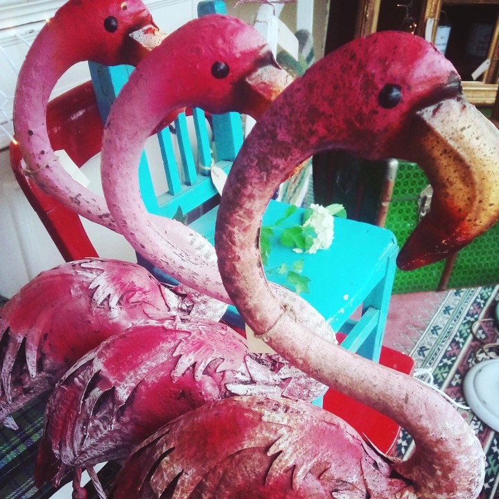 flamingos