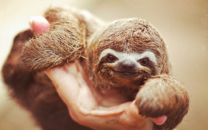 baby sloth