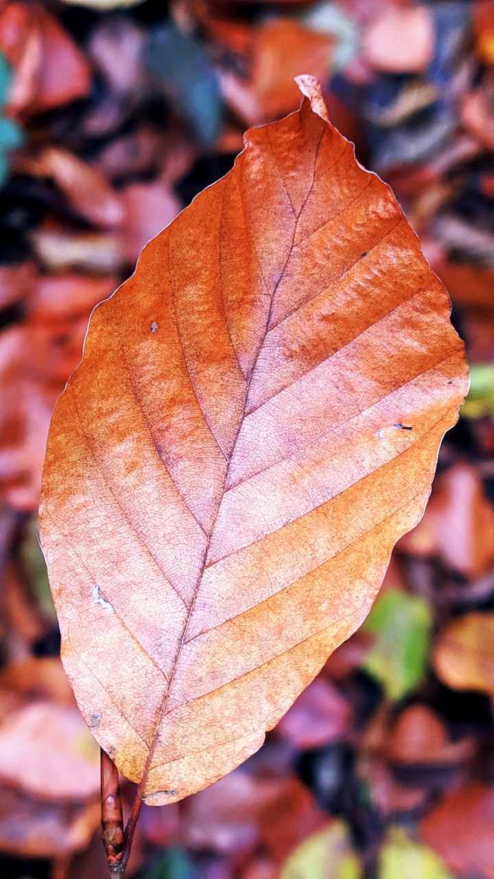 autumn