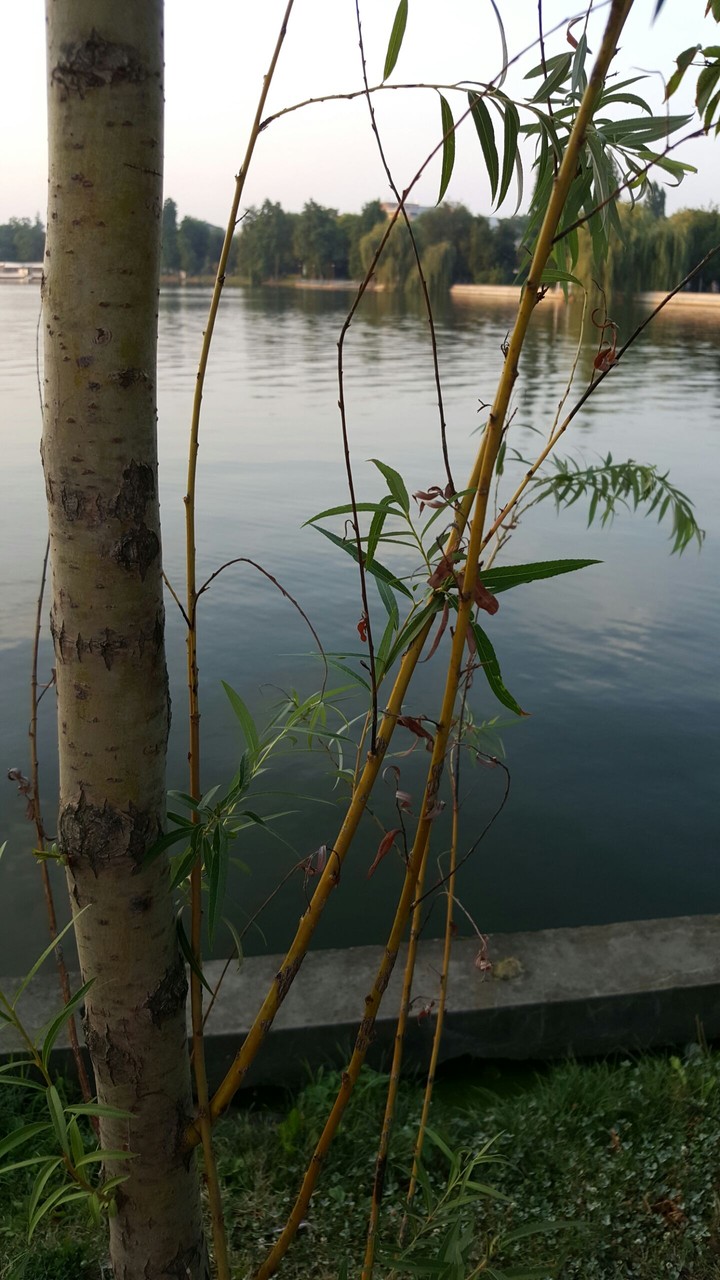 Salix