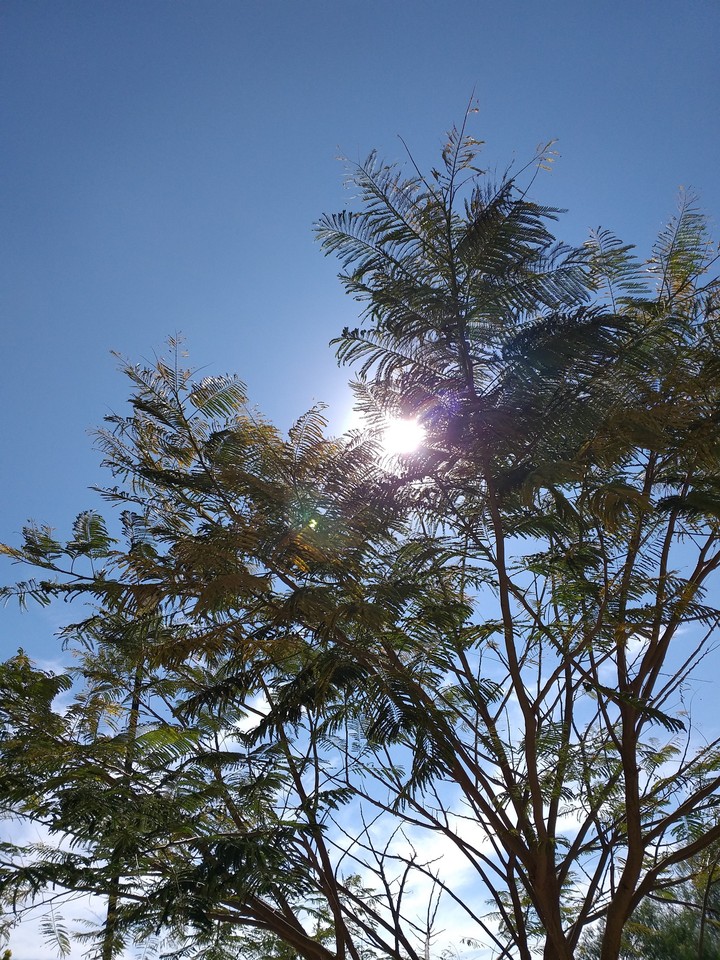 Sun and tree
