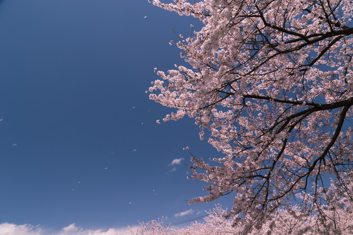 Cherry Blossoms