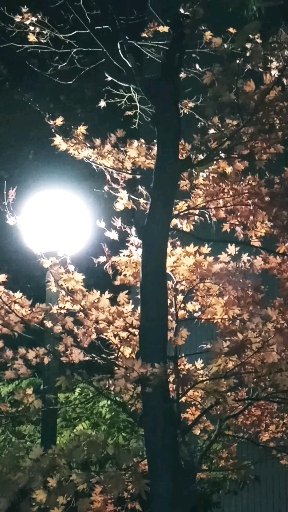 밤에 보는 거리의 단풍