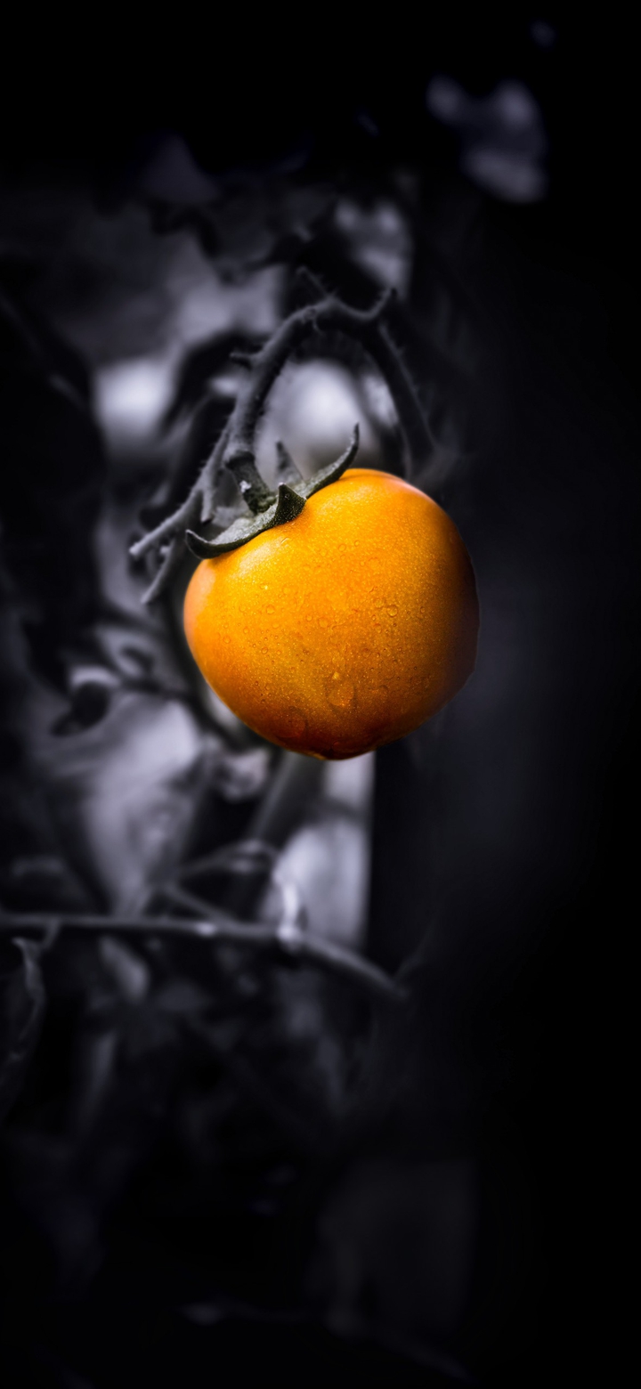 Tomato