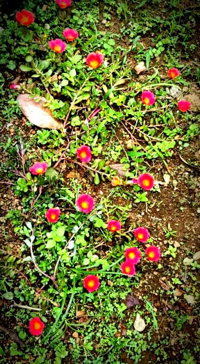 Little scattered ones...