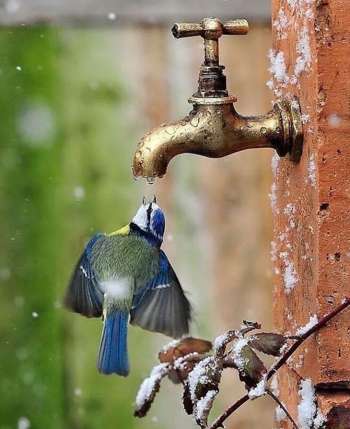 Bird