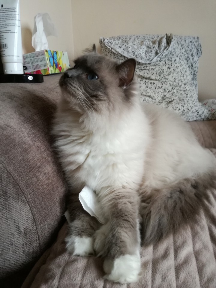 A dreaming cat