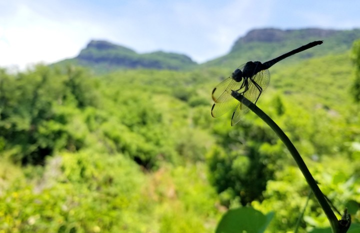 LIBÉLULA Y CERRÓ, SAN LORENZO, GRO