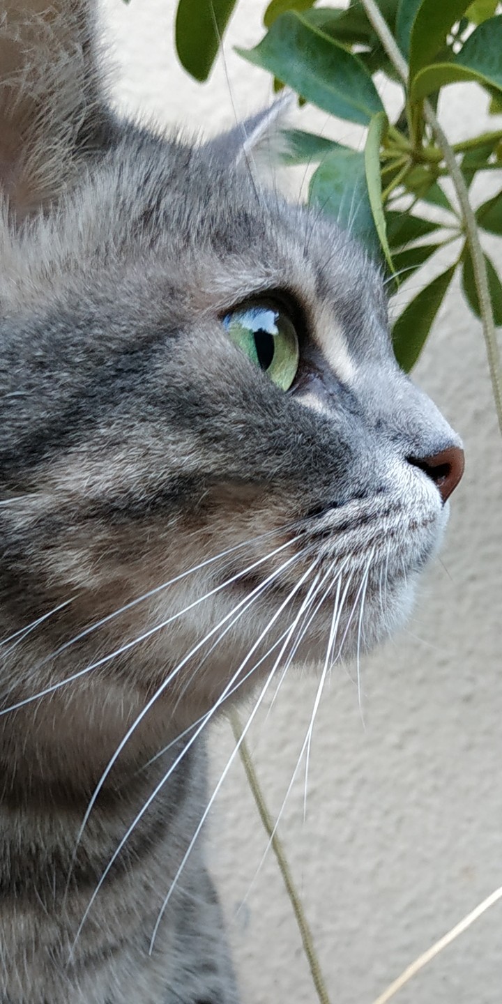 supergatta Milli