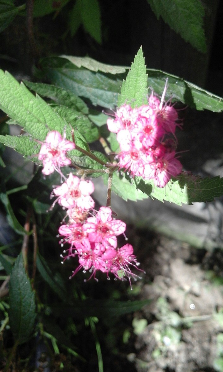 Sommer Blumen