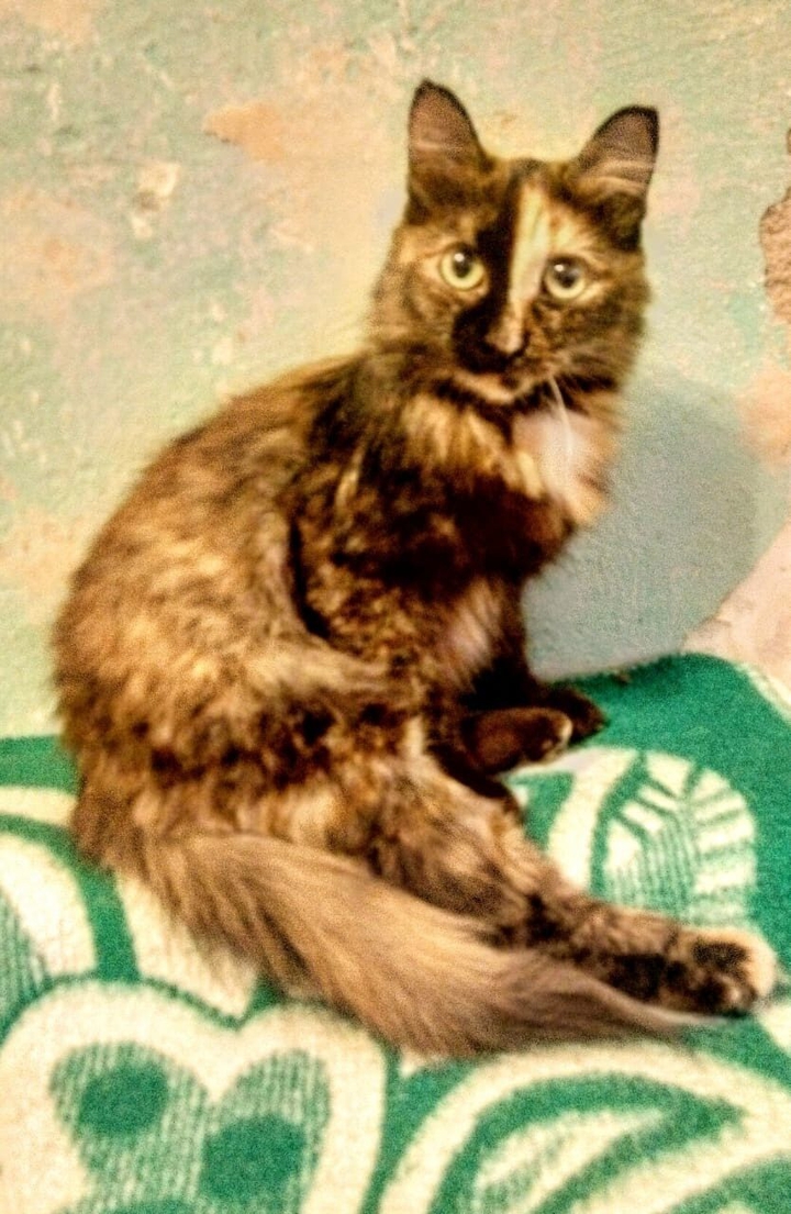 кошка