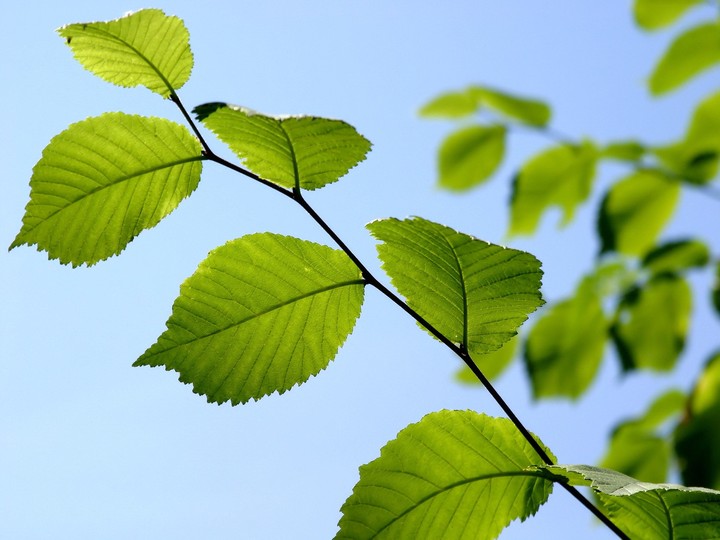 Go Green