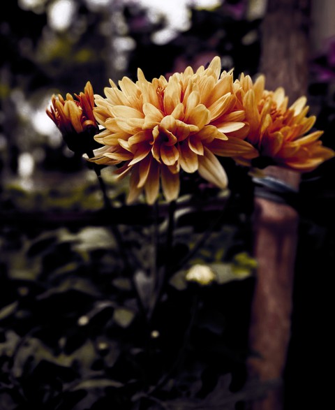 beautiful flower of yellow color