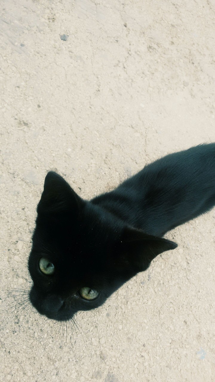 кот
