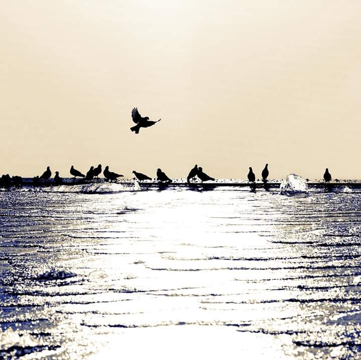 soleil, de l'eau, oiseaux⭐⭐⭐