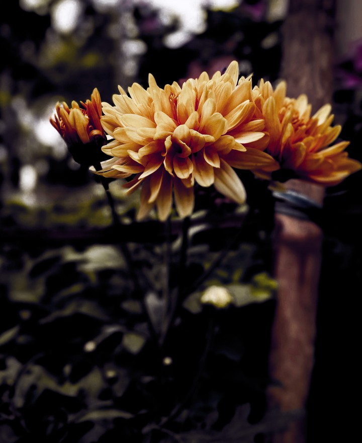 beautiful flower of yellow color
