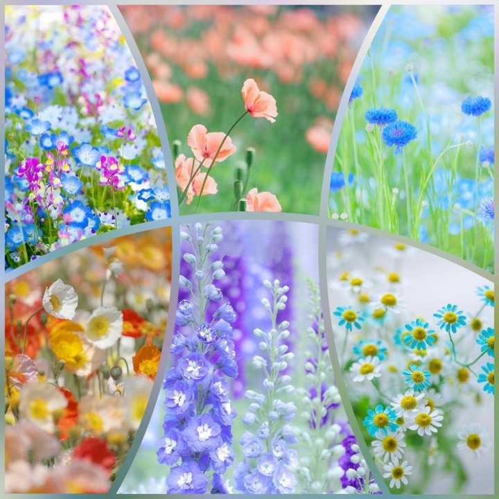 my nice collage...