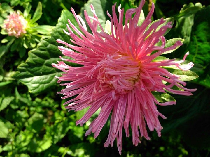 pink flower