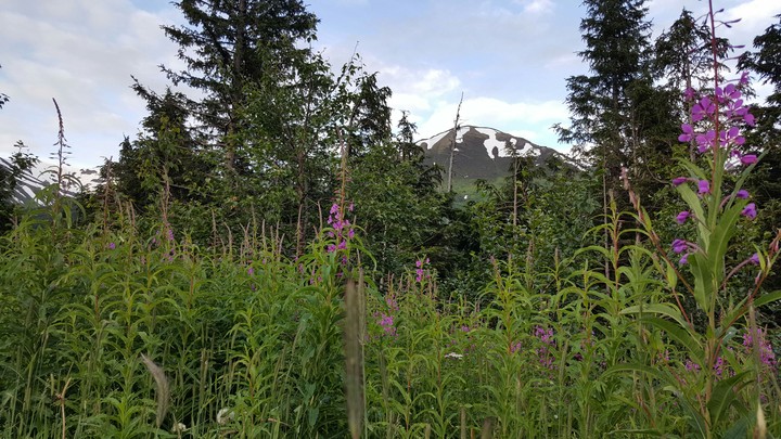 Fireweed and Scenery