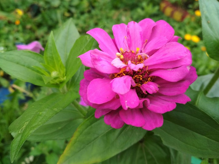 Pink flower