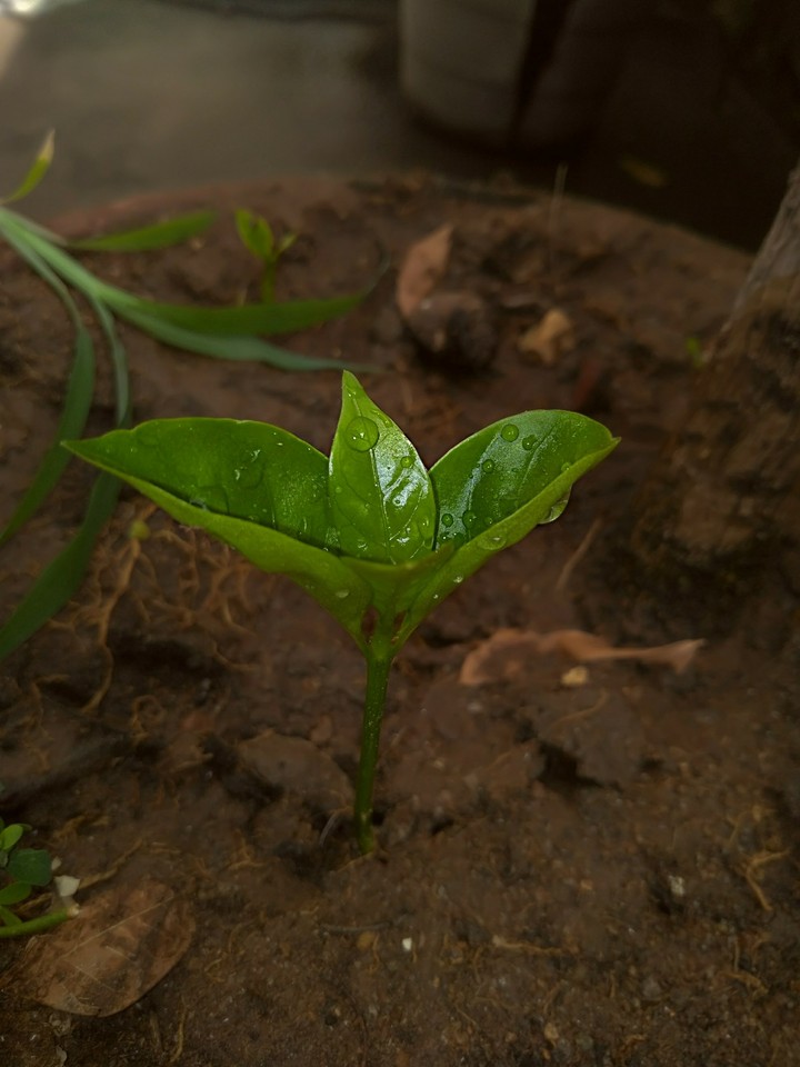sapling