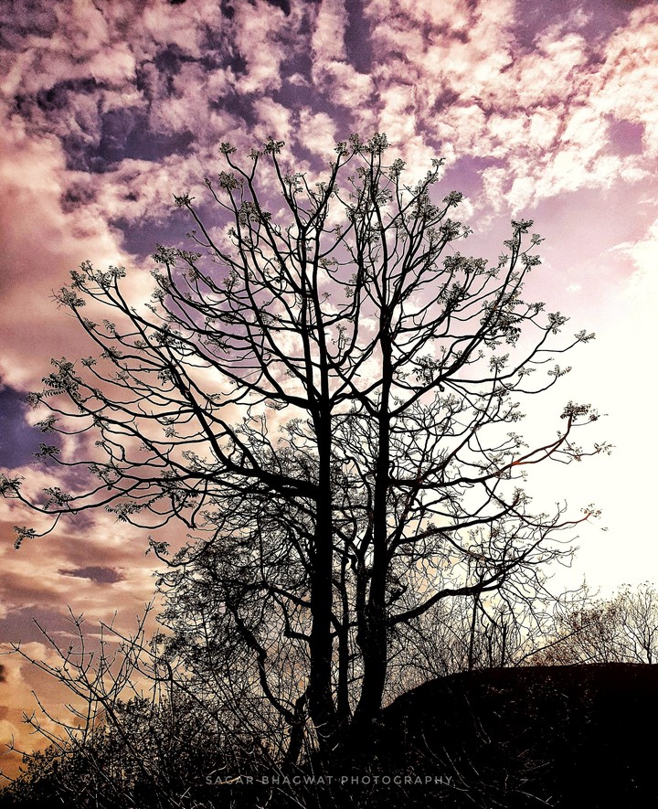 Nature Lover