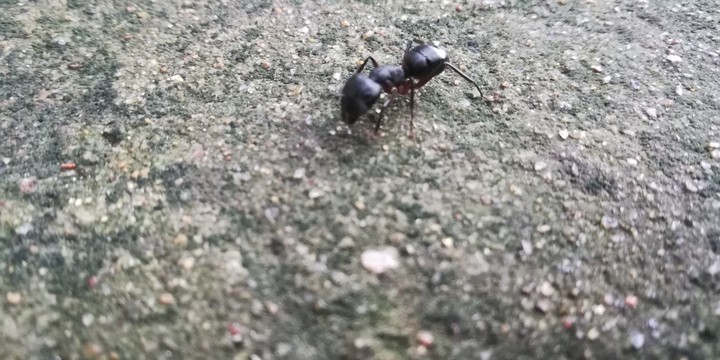 Ant