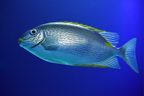 beautiful blue fish....