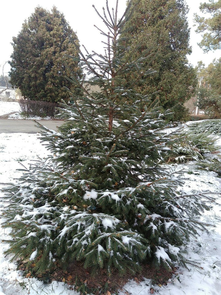 fir tree in the snow