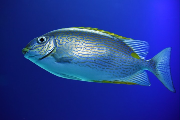 beautiful blue fish....