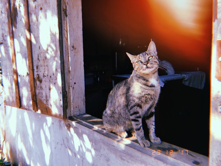 catlovers