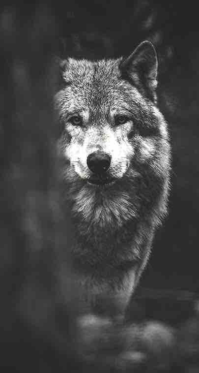 wolf