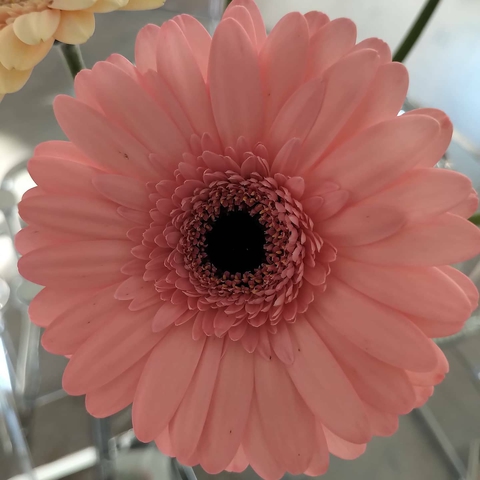 sfondi flower, botany