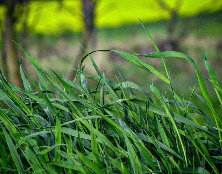 Grass