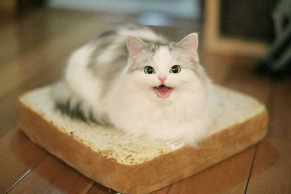 Кошка